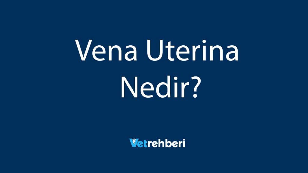 Vena Uterina Nedir?