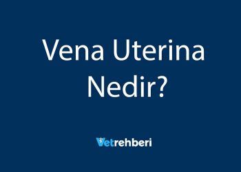 Vena Uterina Nedir?