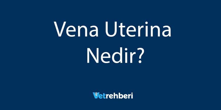 Vena Uterina Nedir?