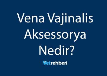 Vena Vajinalis Aksessorya Nedir?
