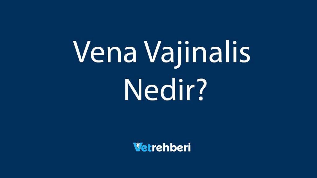 Vena Vajinalis Nedir?