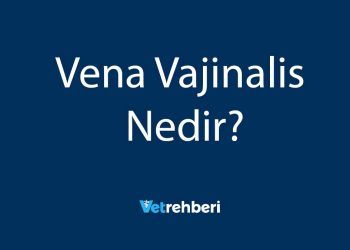 Vena Vajinalis Nedir?