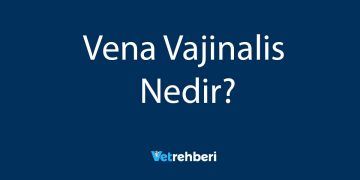 Vena Vajinalis Nedir?