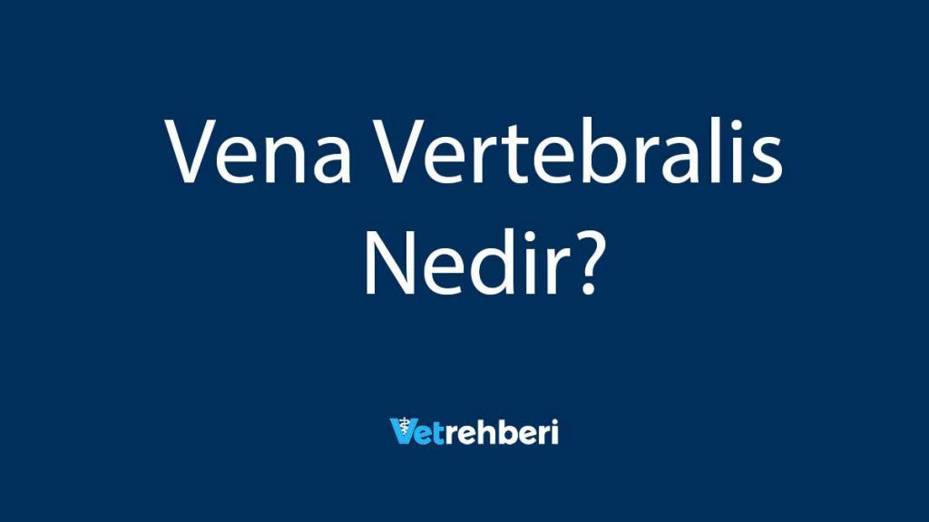 Vena Vertebralis Nedir?