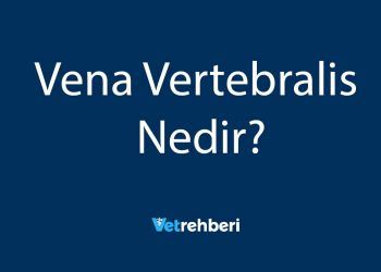 Vena Vertebralis Nedir?