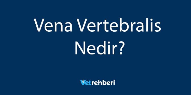 Vena Vertebralis Nedir?