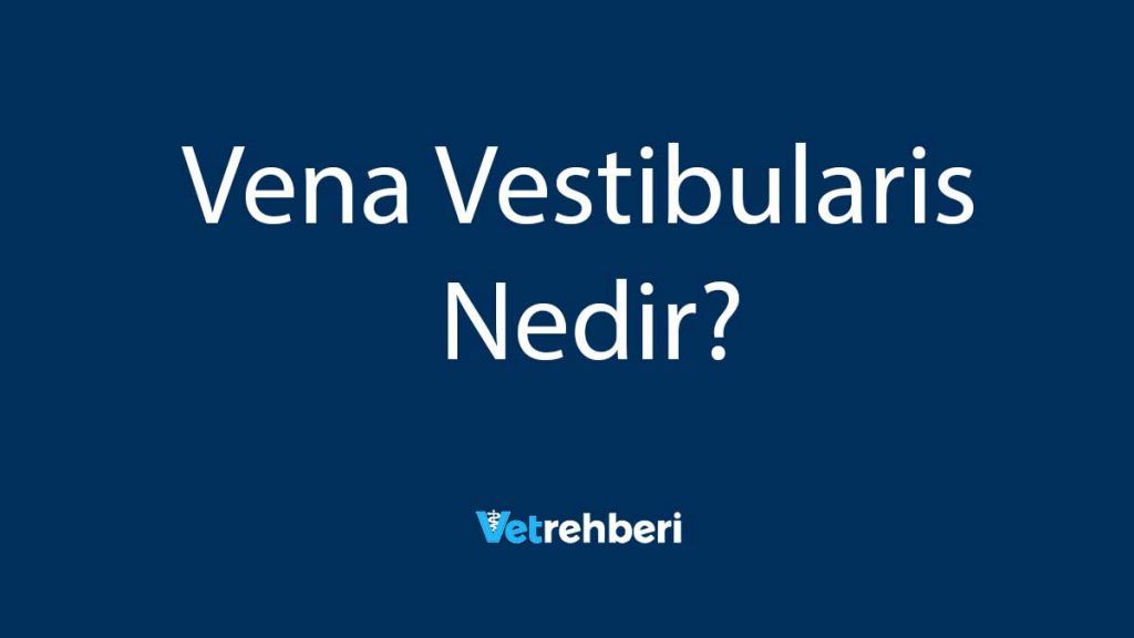 Vena Vestibularis Nedir?