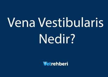 Vena Vestibularis Nedir?