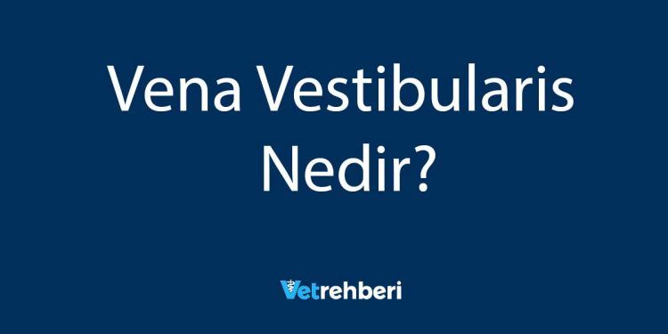 Vena Vestibularis Nedir?