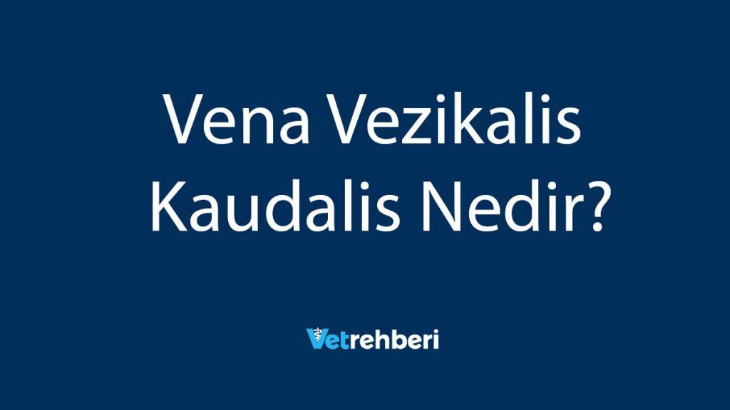 Vena Vezikalis Kaudalis Nedir?