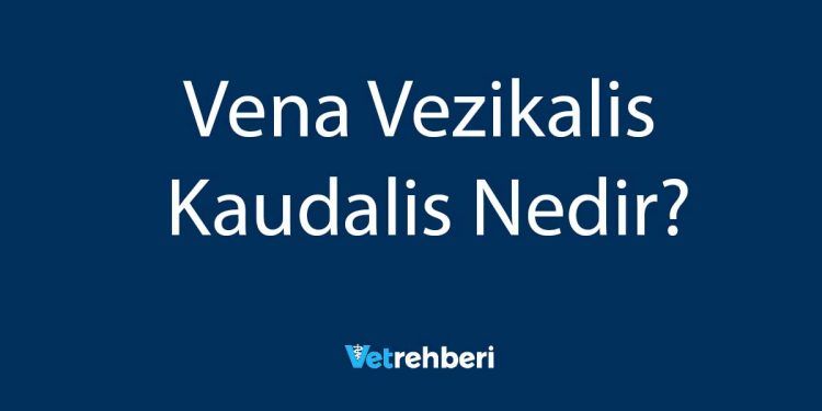 Vena Vezikalis Kaudalis Nedir?