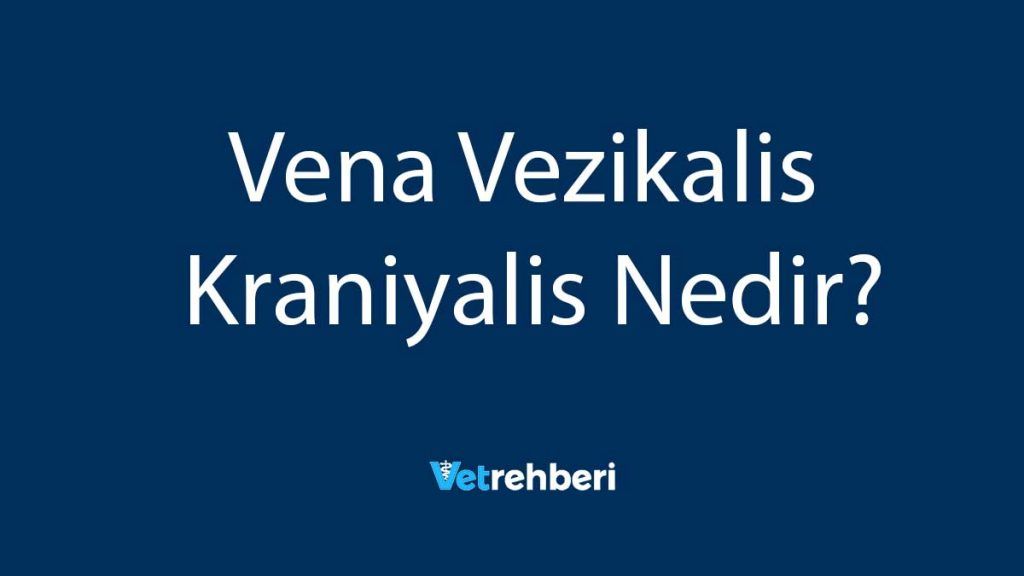 Vena Vezikalis Kraniyalis Nedir?