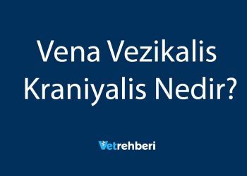 Vena Vezikalis Kraniyalis Nedir?