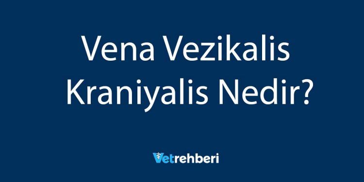 Vena Vezikalis Kraniyalis Nedir?