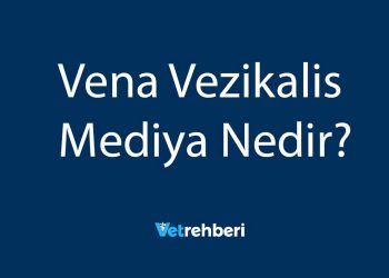 Vena Vezikalis Mediya Nedir?