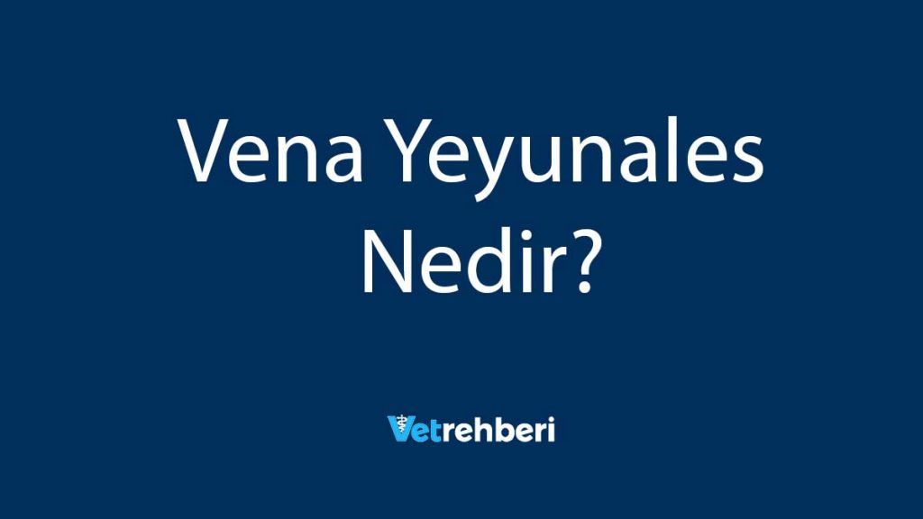 Vena Yeyunales Nedir?