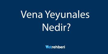 Vena Yeyunales Nedir?
