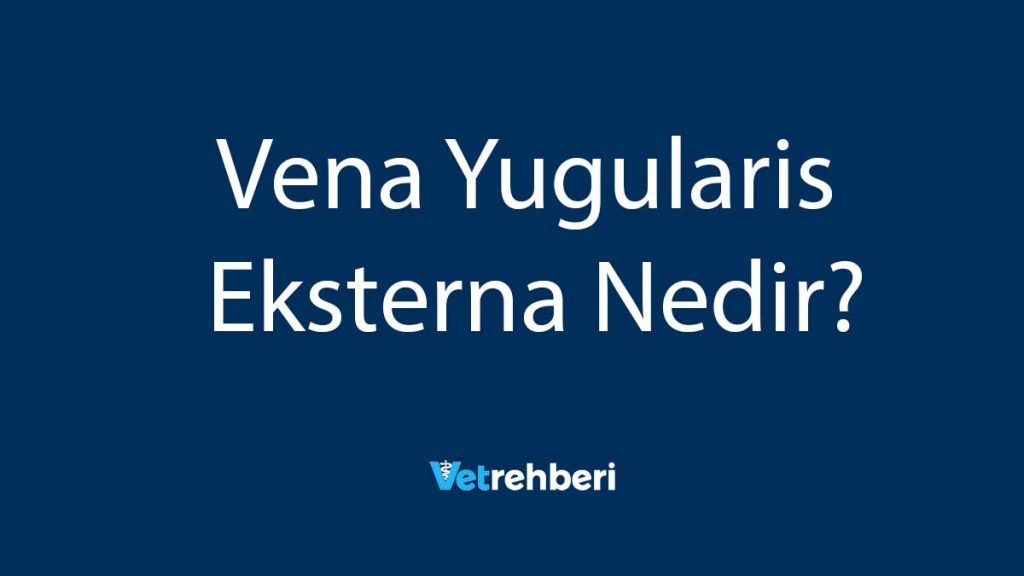 Vena Yugularis Eksterna Nedir?