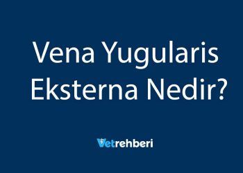 Vena Yugularis Eksterna Nedir?
