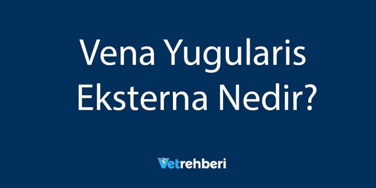 Vena Yugularis Eksterna Nedir?