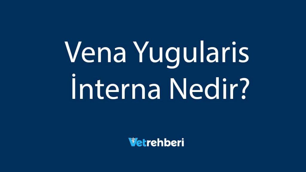 Vena Yugularis İnterna Nedir?