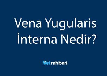 Vena Yugularis İnterna Nedir?