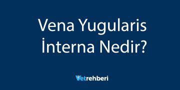 Vena Yugularis İnterna Nedir?