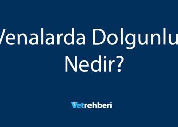 Venalarda Dolgunluk Nedir?