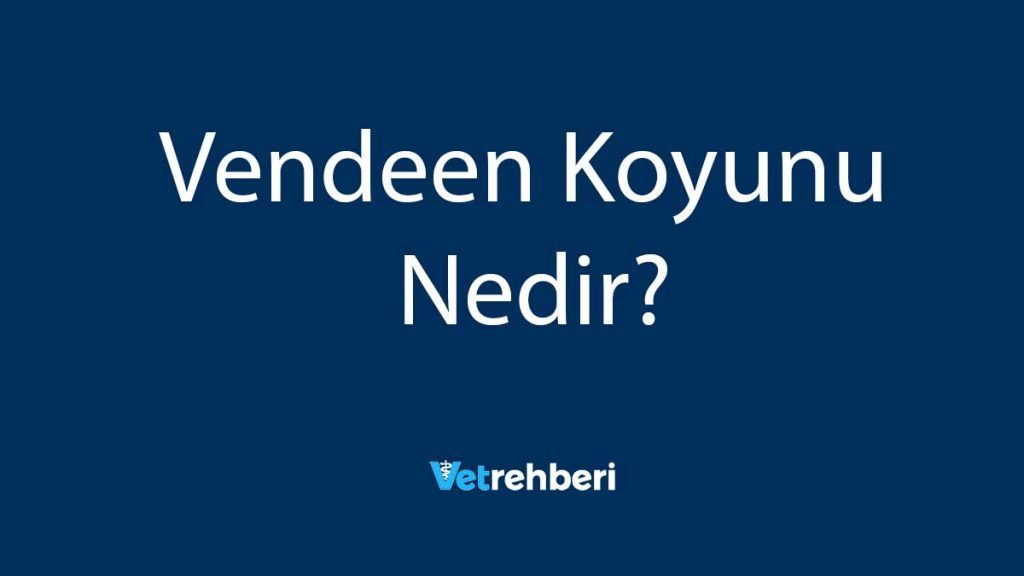 Vendeen Koyunu Nedir?