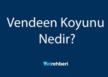 Vendeen Koyunu Nedir?