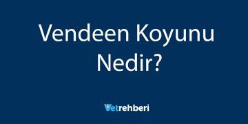 Vendeen Koyunu Nedir?