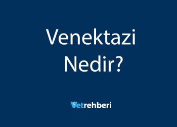 Venektazi Nedir?