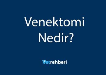 Venektomi Nedir?