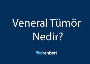 Veneral Tümör Nedir?