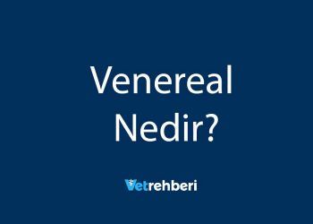 Venereal Nedir?