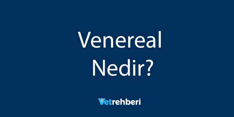 Venereal Nedir?