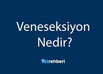 Veneseksiyon Nedir?