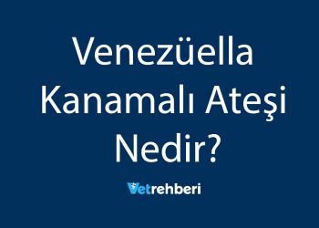 Venezüella Kanamalı Ateşi Nedir?