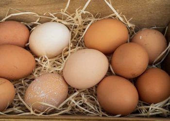 Yumurta Kabuğunun Rengi Nasıl Doğru Elde Edilir?