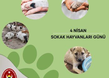 4 Nisan Dünya Sokak Hayvanları Günü 2022