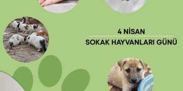4 Nisan Dünya Sokak Hayvanları Günü 2022