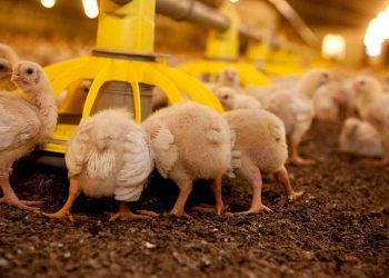 Bağırsak Sağlığı: Kanatlı Üretiminde Antibiyotik Kullanımının Azaltılması