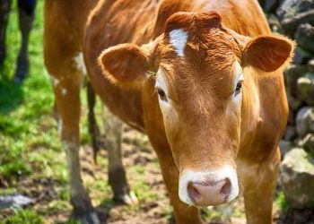 Çiftlik Hayvanlarında Tüberküloz