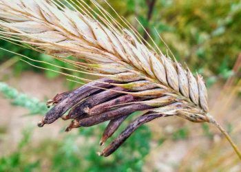 Ergotizm (Çavdar Mahmuzu Zehirlenmesi)