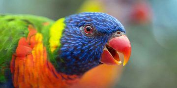 Evcil Kuşlarda Göz Bozuklukları