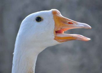 Kaz (Anserinae), Kazların Özellikleri ve Biyolojisi