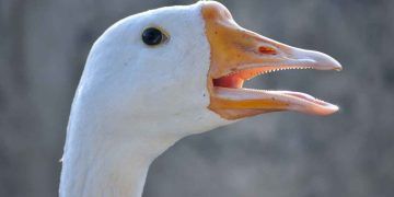 Kaz (Anserinae), Kazların Özellikleri ve Biyolojisi