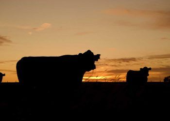 Sığırın Evcilleştirilmesi ve Modern Yetiştiriciliğe Geçiş
