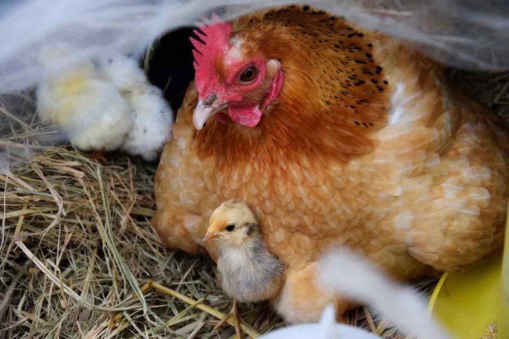 Tavuklarda Bağışıklık ve Hastalıklara Karşı Direnç