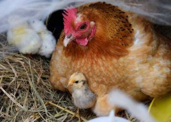 Tavuklarda Bağışıklık ve Hastalıklara Karşı Direnç